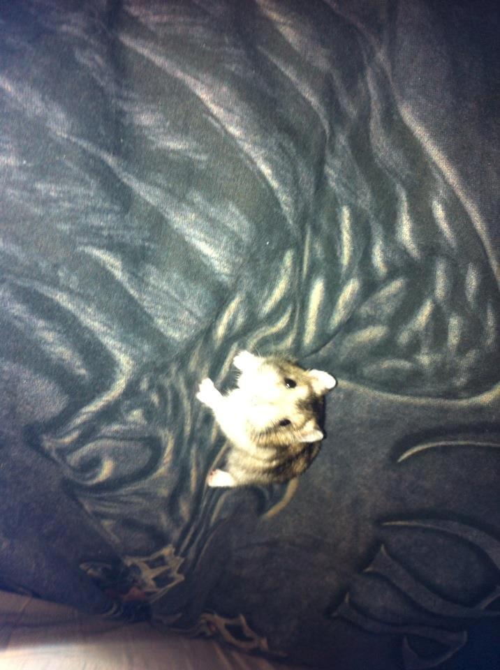 Dværghamster *Team Zette* Lille Star R.I.P billede 9