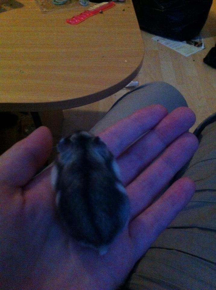 Dværghamster *Team Zette* Lille Star R.I.P billede 10