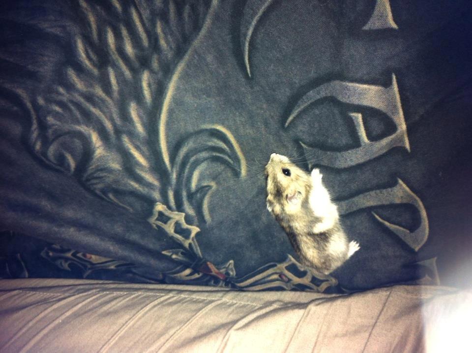 Dværghamster *Team Zette* Lille Star R.I.P billede 11