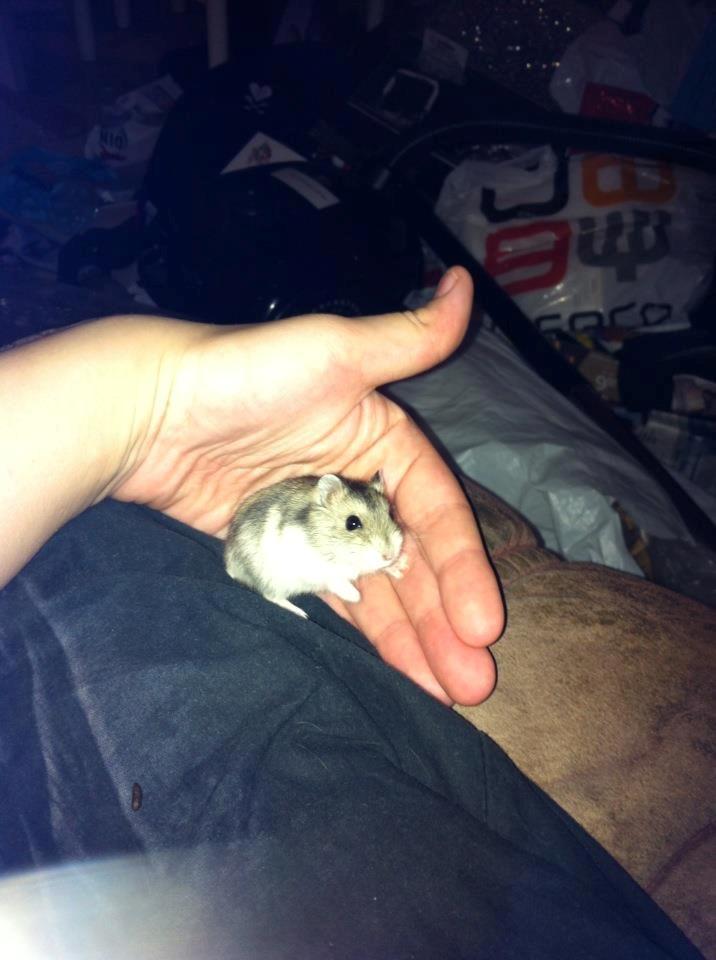 Dværghamster *Team Zette* Lille Star R.I.P billede 12