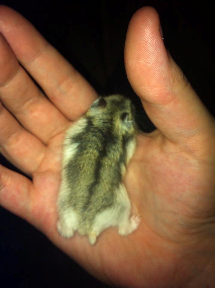 Dværghamster *Team Zette* Lille Star R.I.P billede 13