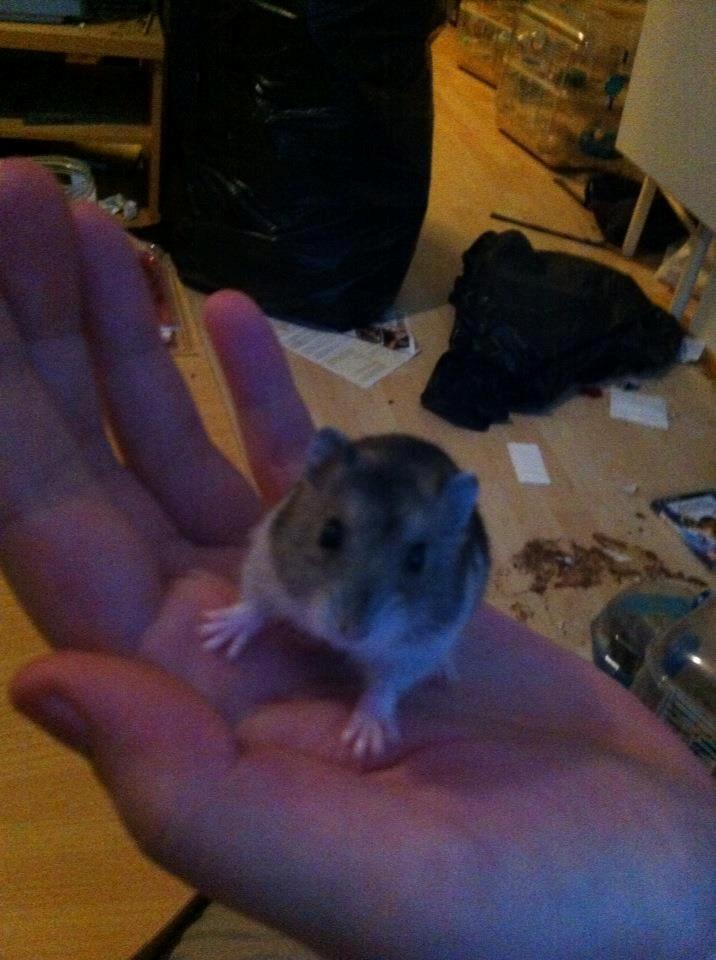 Dværghamster *Team Zette* Lille Star R.I.P billede 2