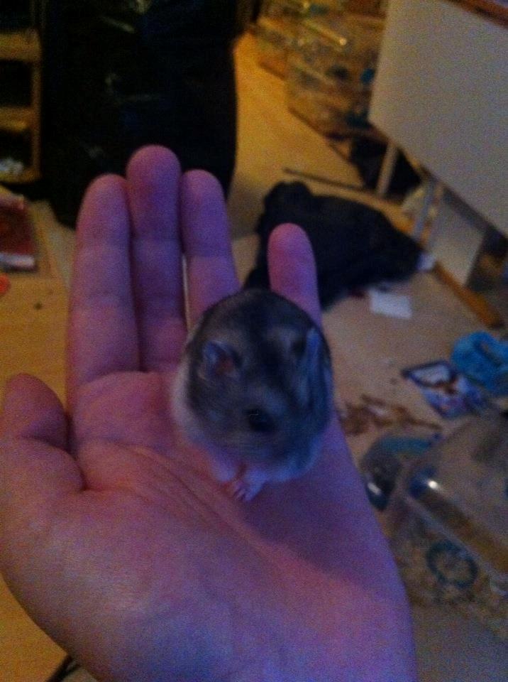 Dværghamster *Team Zette* Lille Star R.I.P billede 14