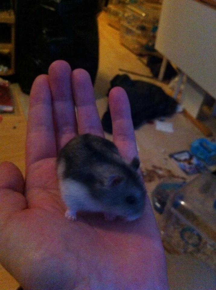 Dværghamster *Team Zette* Lille Star R.I.P billede 15