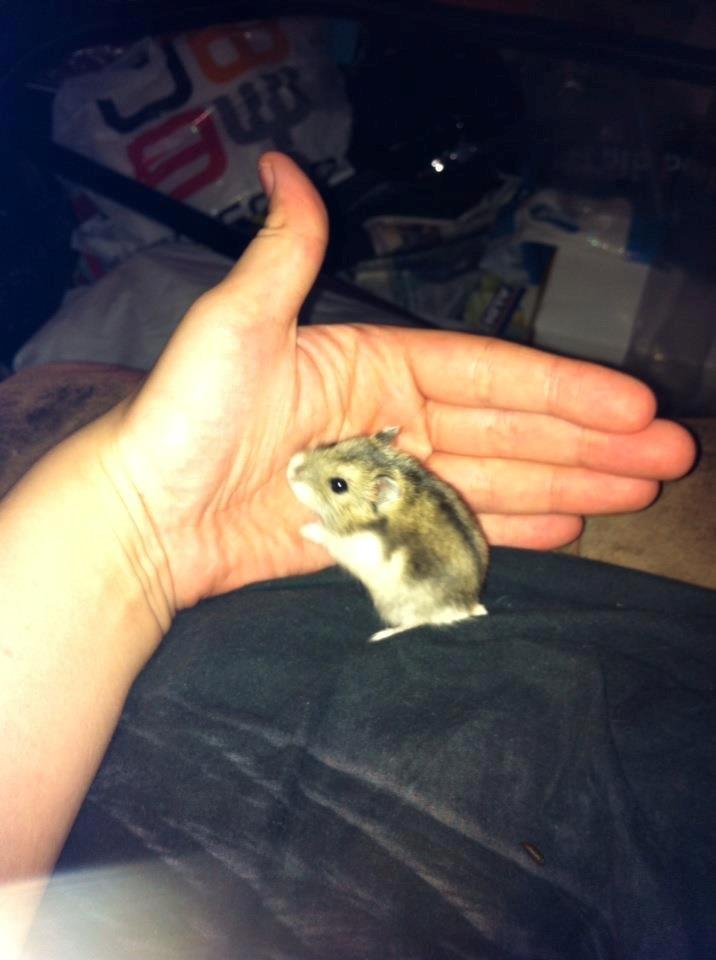 Dværghamster *Team Zette* Lille Star R.I.P billede 16