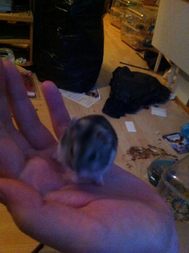 Dværghamster *Team Zette* Lille Star R.I.P billede 17