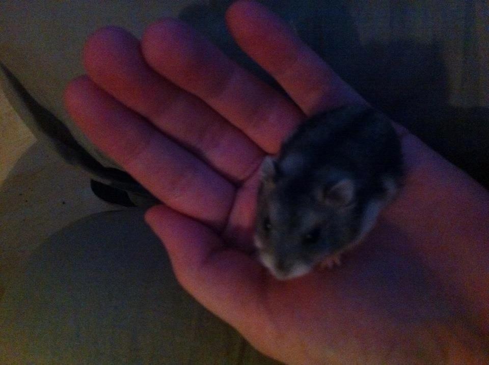 Dværghamster *Team Zette* Lille Star R.I.P billede 18