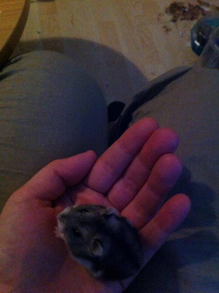 Dværghamster *Team Zette* Lille Star R.I.P billede 19