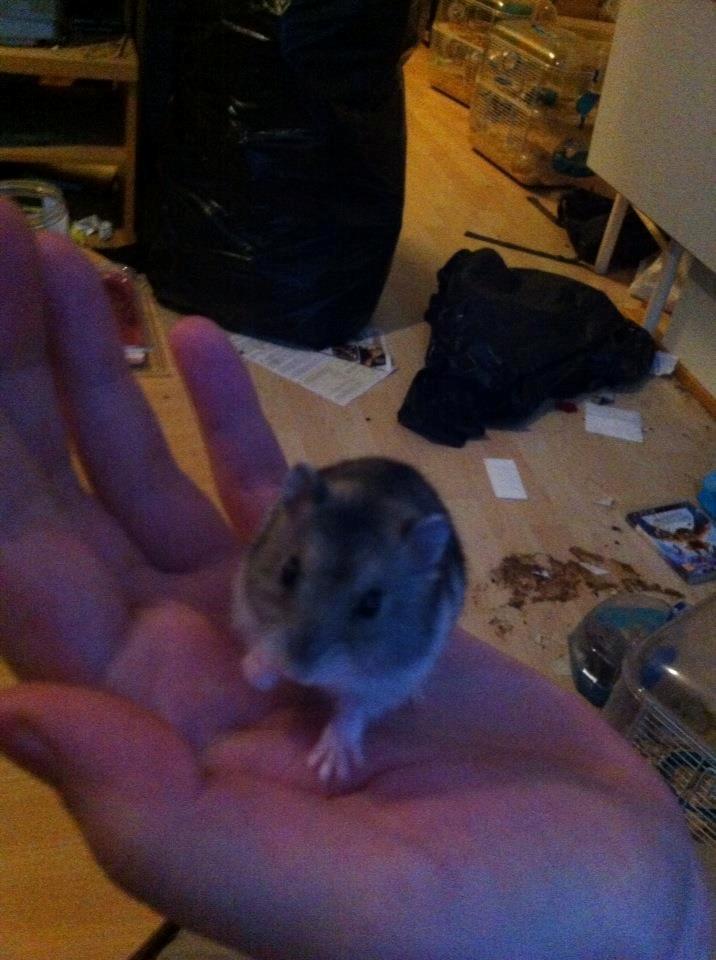 Dværghamster *Team Zette* Lille Star R.I.P billede 20