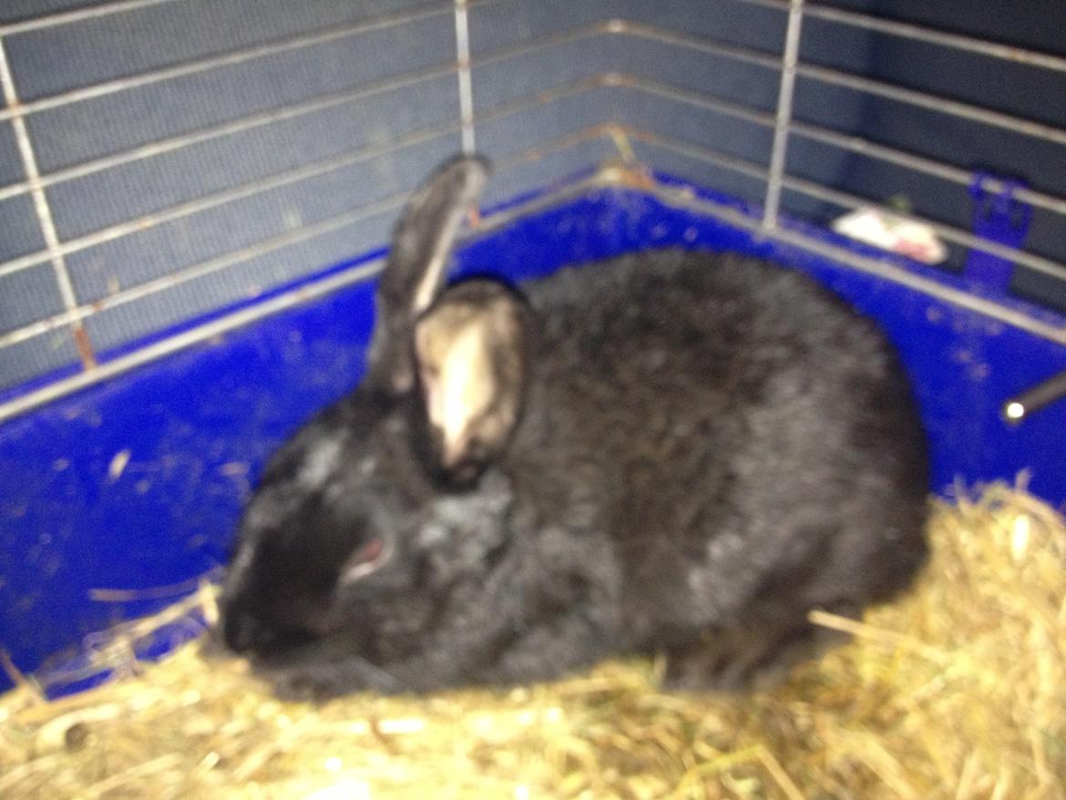 Kanin Molly billede 1