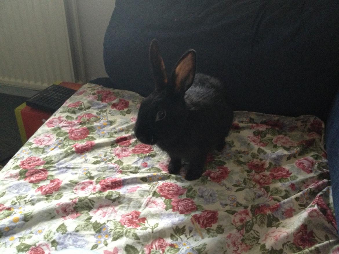 Kanin Molly billede 2