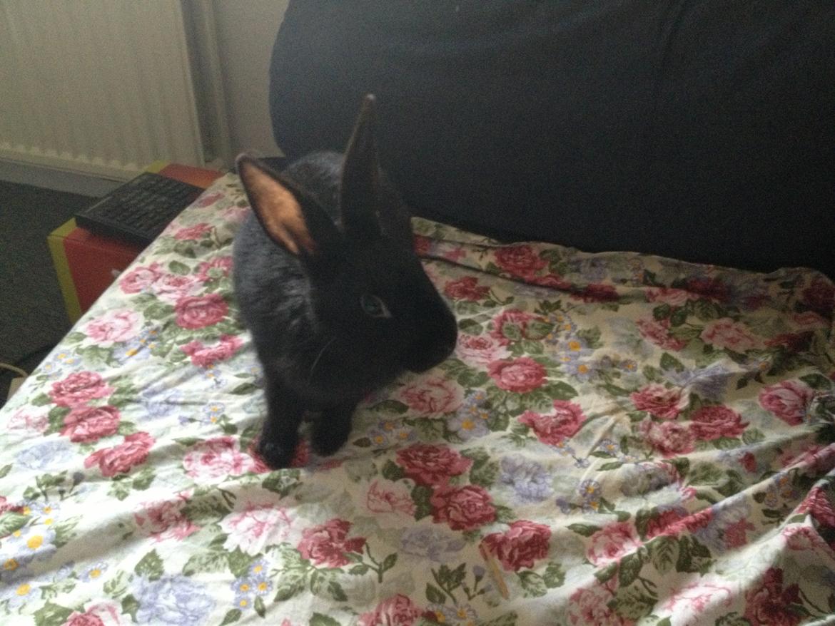 Kanin Molly billede 3