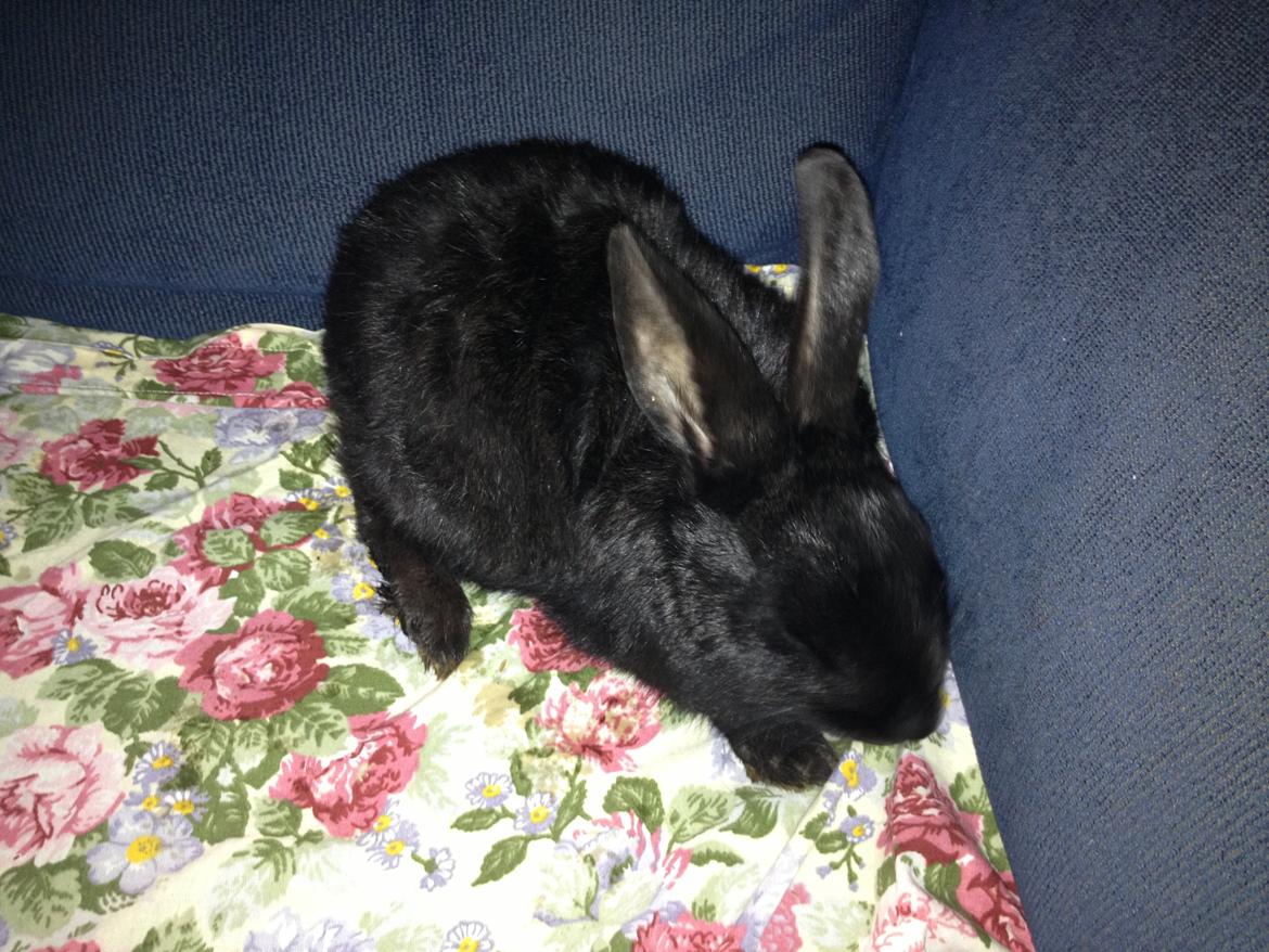 Kanin Molly billede 4