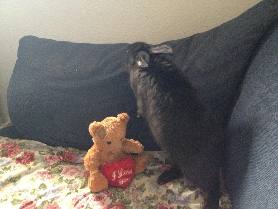 Kanin Molly billede 5