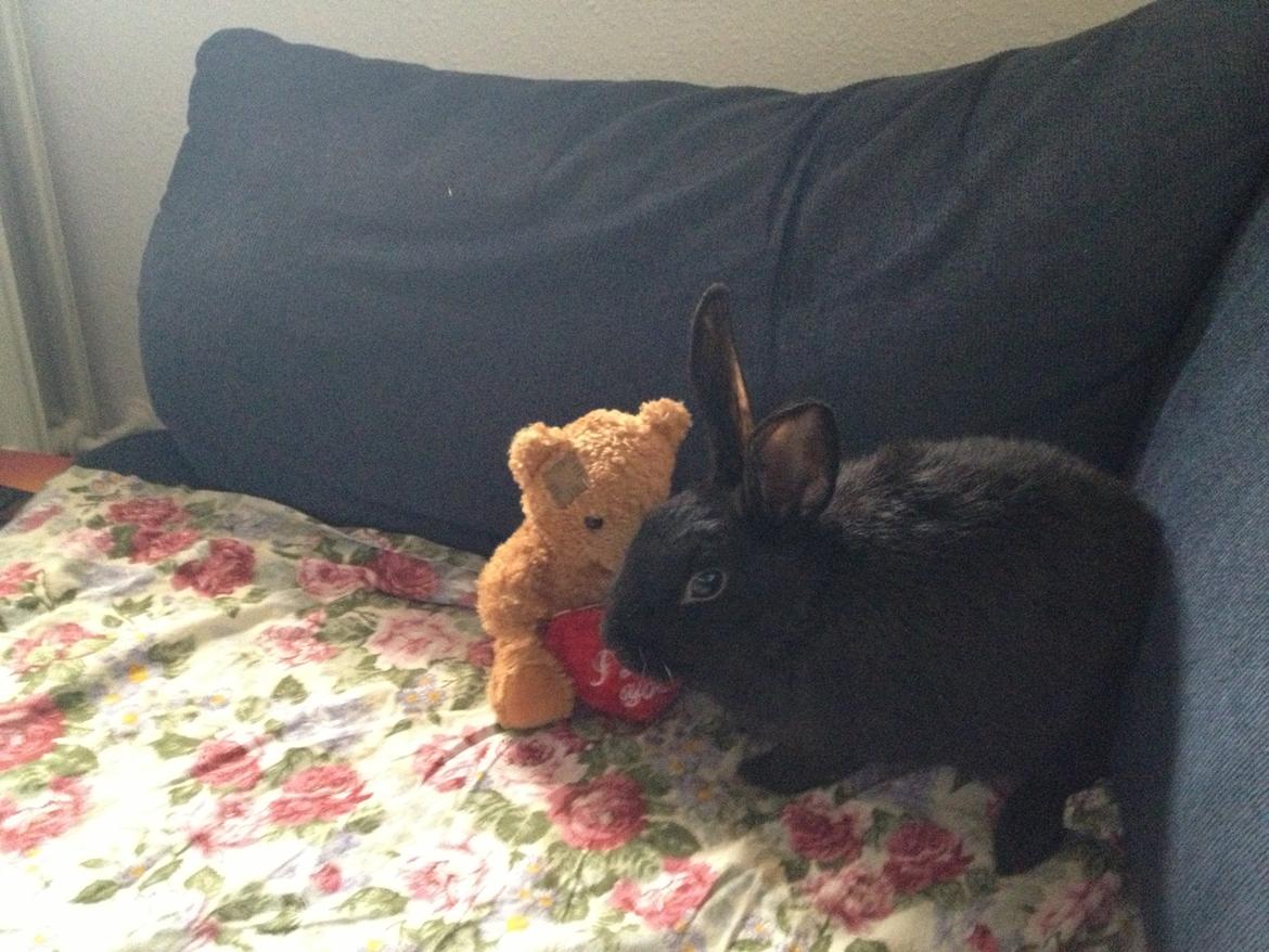 Kanin Molly billede 6