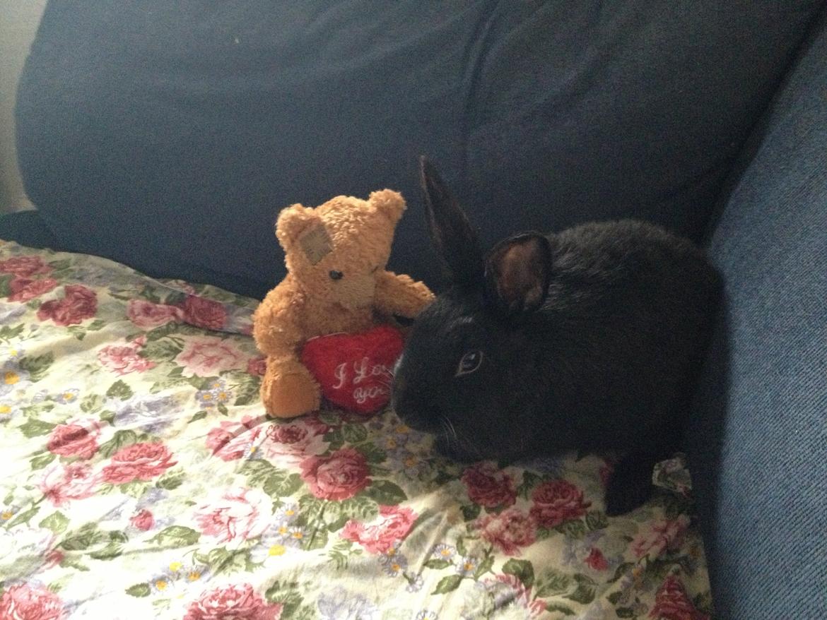 Kanin Molly billede 7