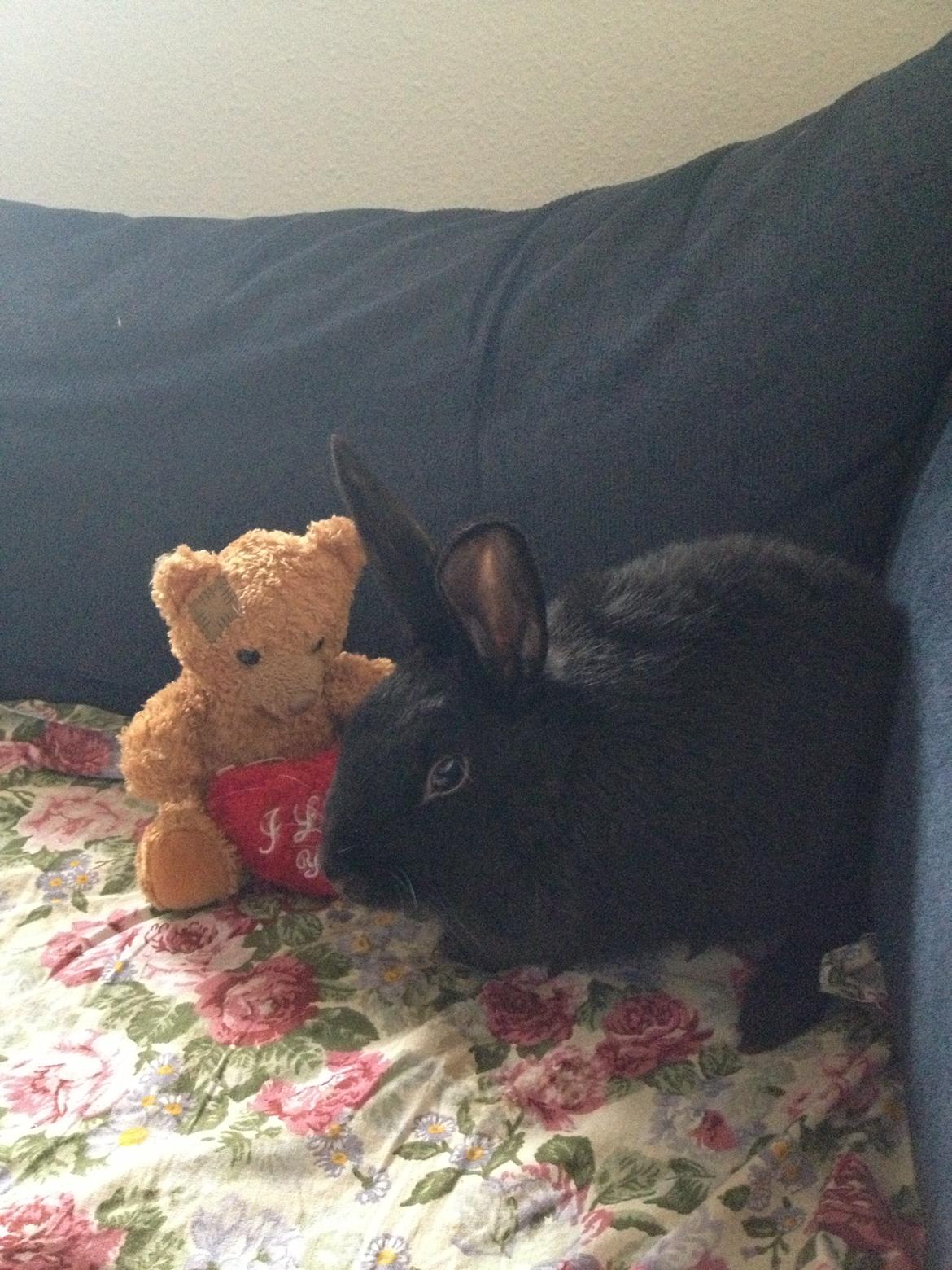 Kanin Molly billede 8