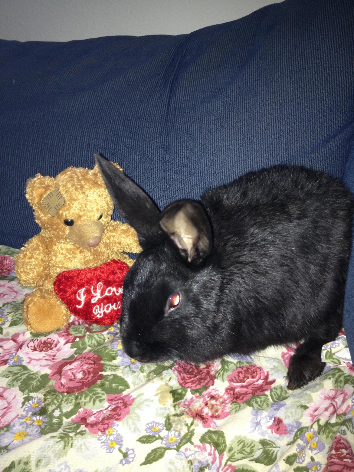 Kanin Molly billede 9