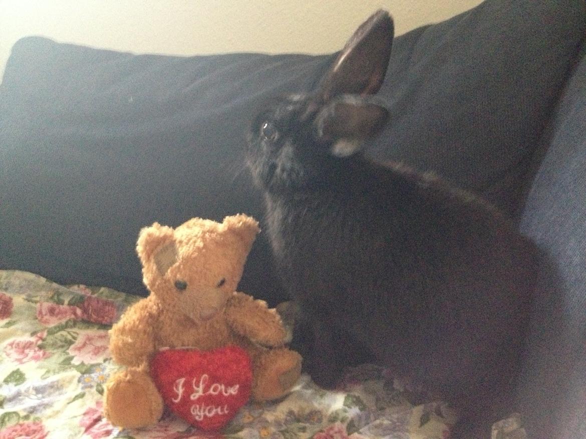 Kanin Molly billede 10