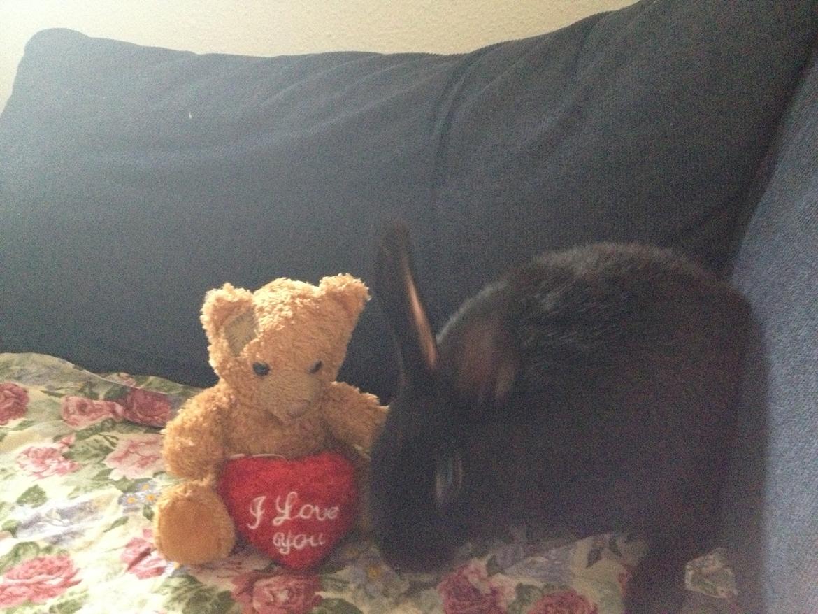 Kanin Molly billede 11