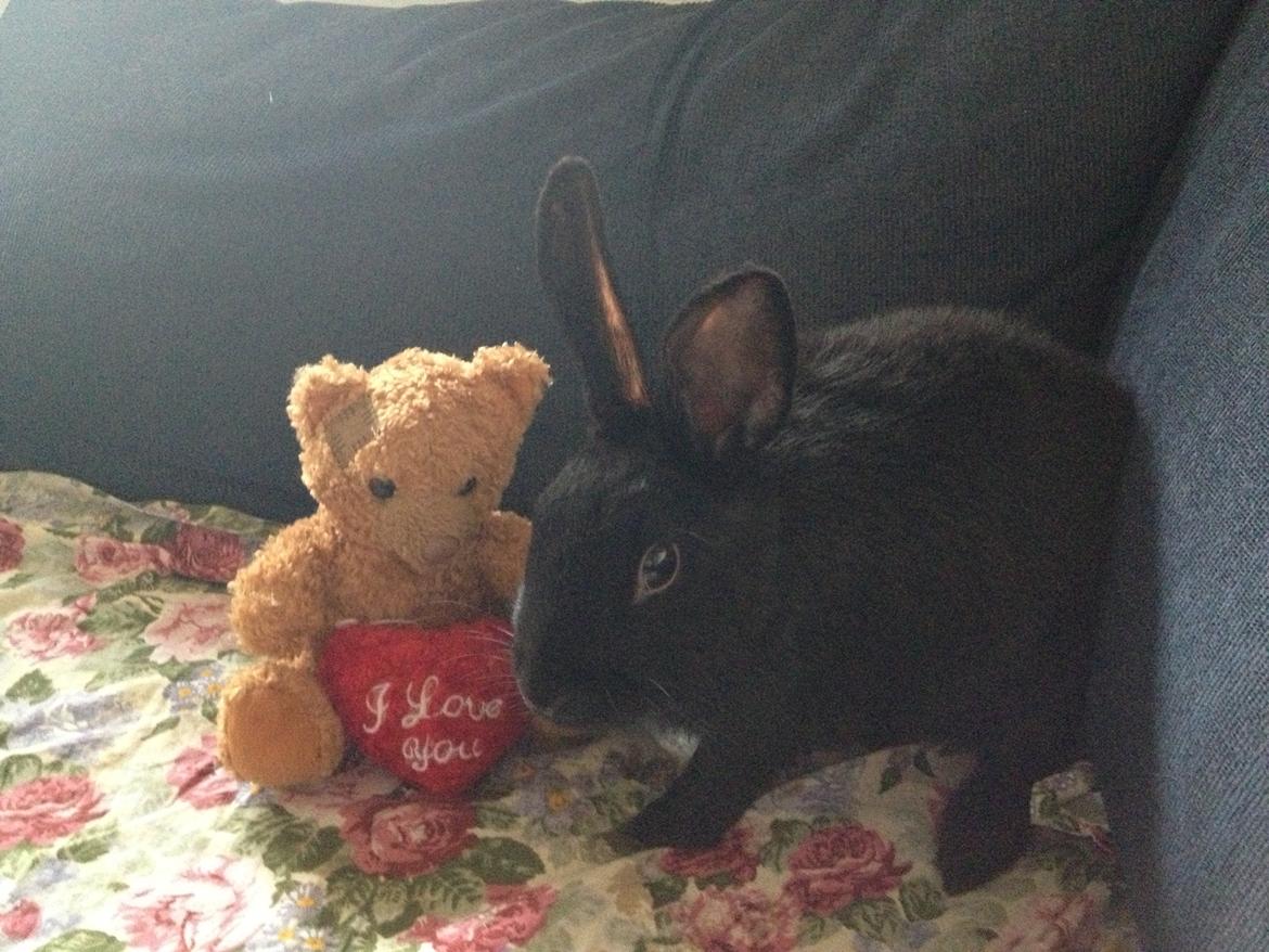 Kanin Molly billede 12