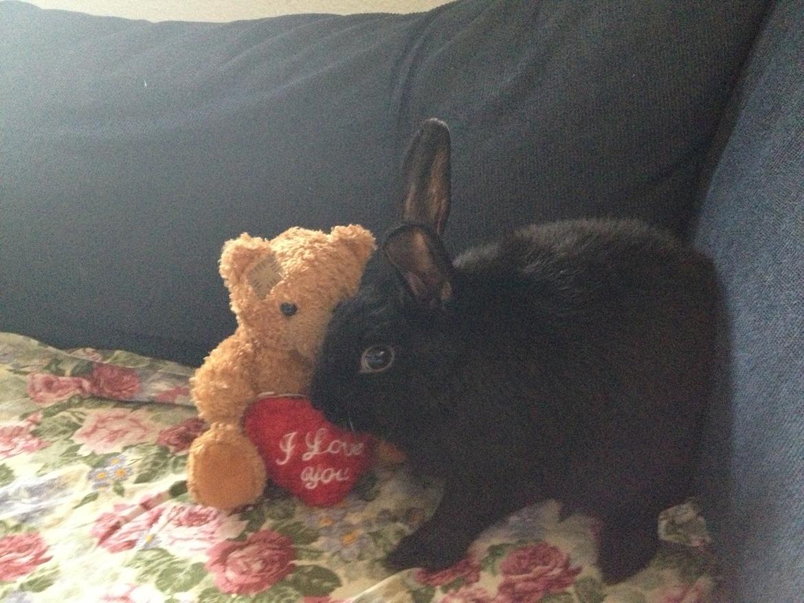 Kanin Molly billede 13