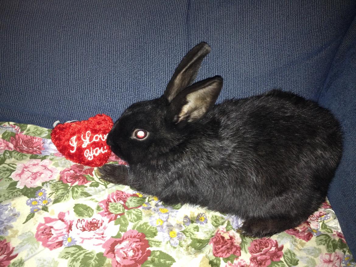 Kanin Molly billede 14