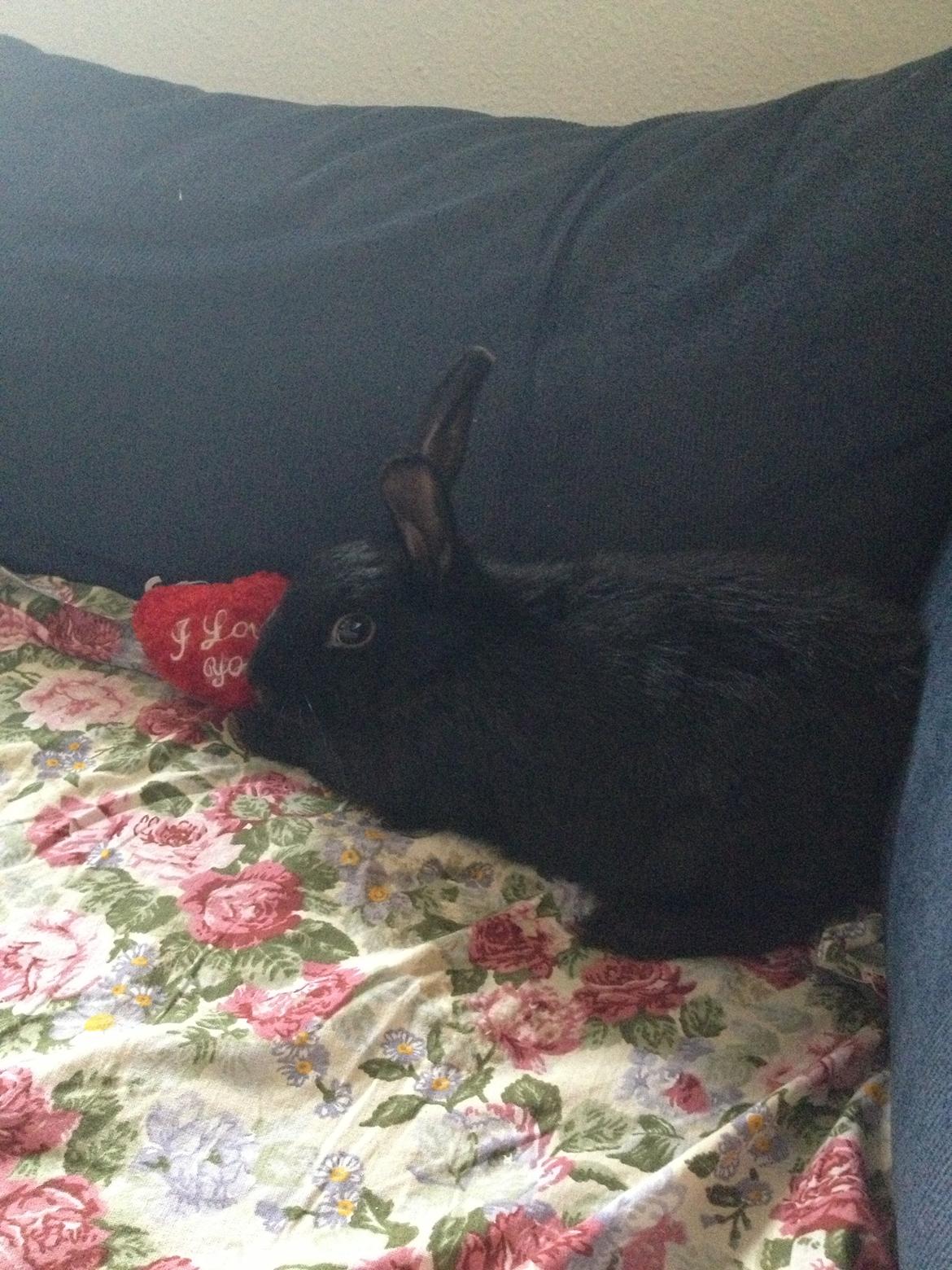 Kanin Molly billede 15