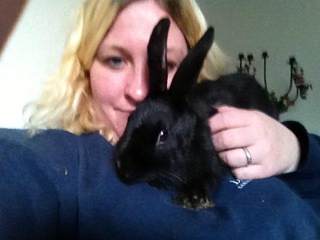 Kanin Molly billede 20