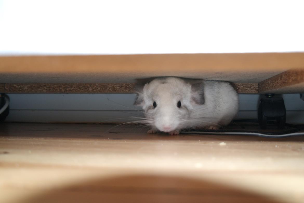 Chinchilla Kuno/Lille - Under bordet igen igen ;-)  billede 11