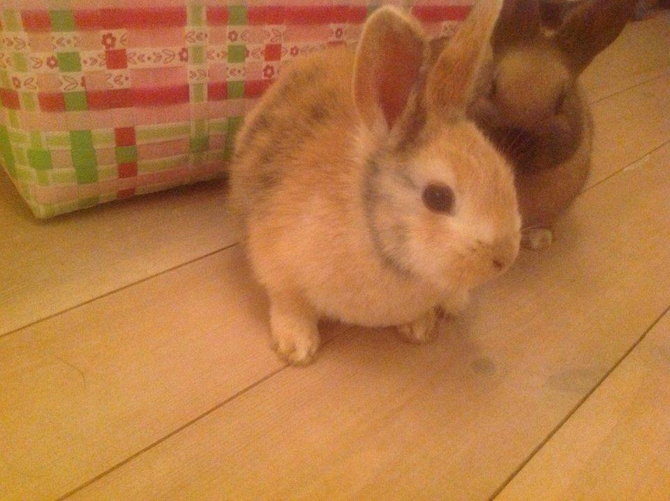Kanin Peach billede 2