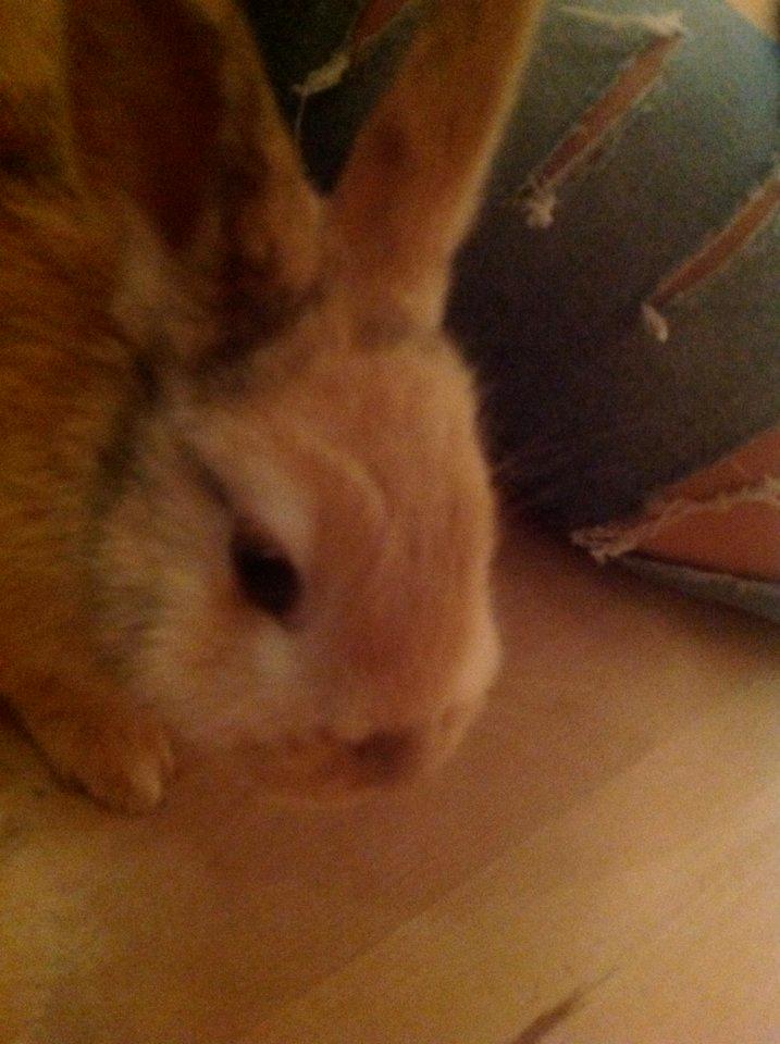 Kanin Peach billede 4