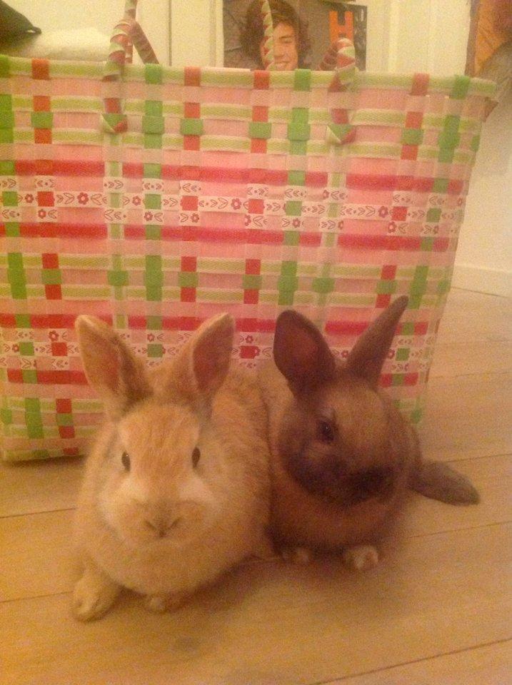 Kanin Peach - Peach sammen med søster Lily billede 5