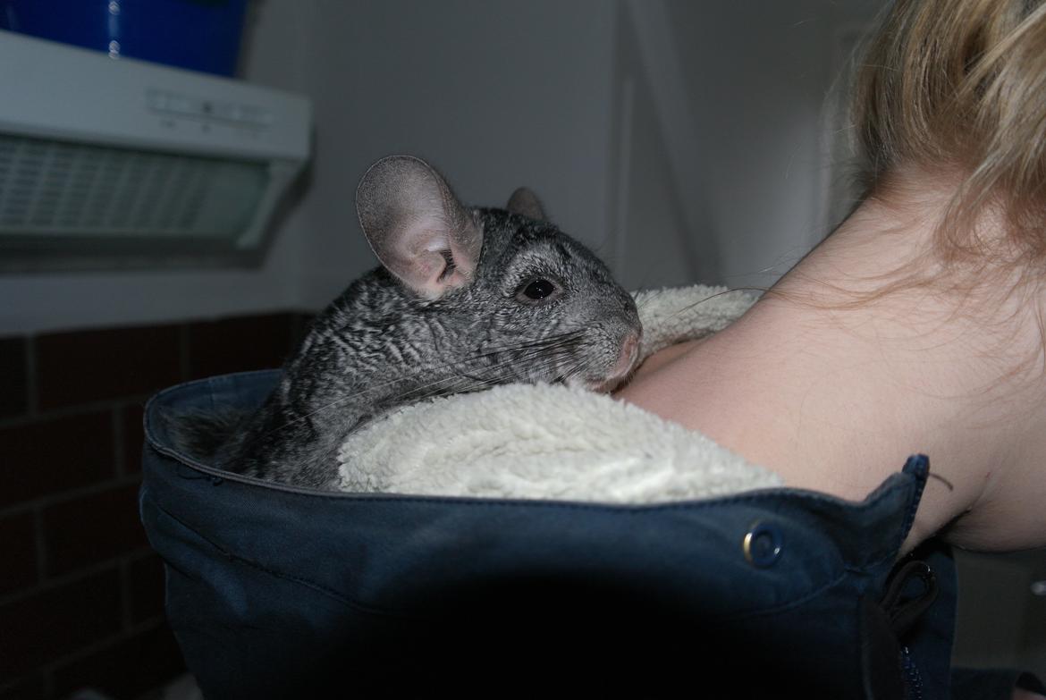 Chinchilla Fede/Klaus - Chiller i menneske mosters hat!  billede 8