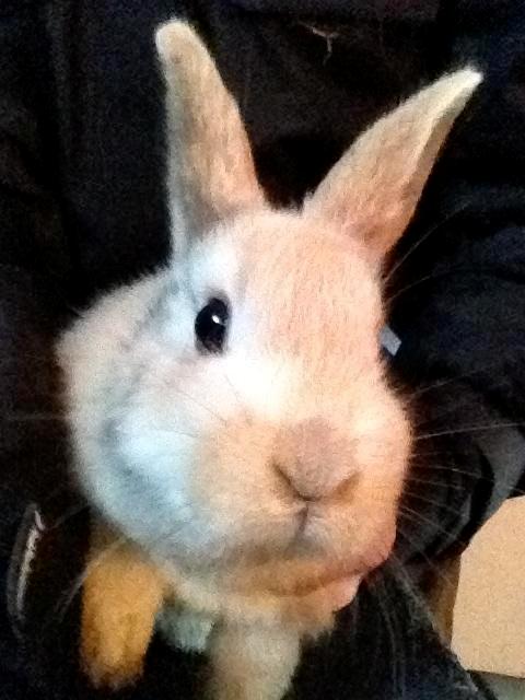 Kanin Peach - Et billede den gamle ejer har taget billede 6