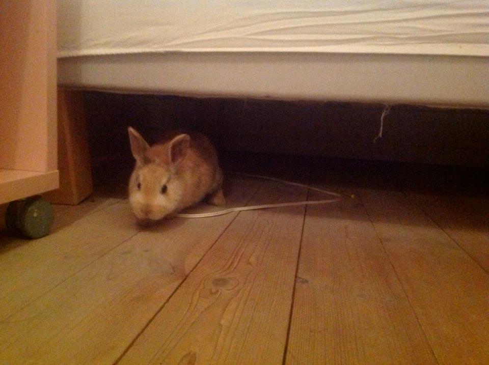 Kanin Peach - Peach udforsker under sengen:) billede 9