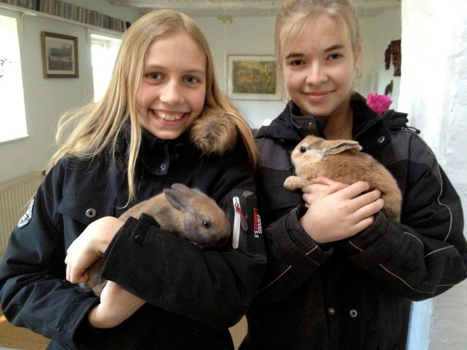 Kanin Peach - da vi var oppe og hente hende:) billede 10