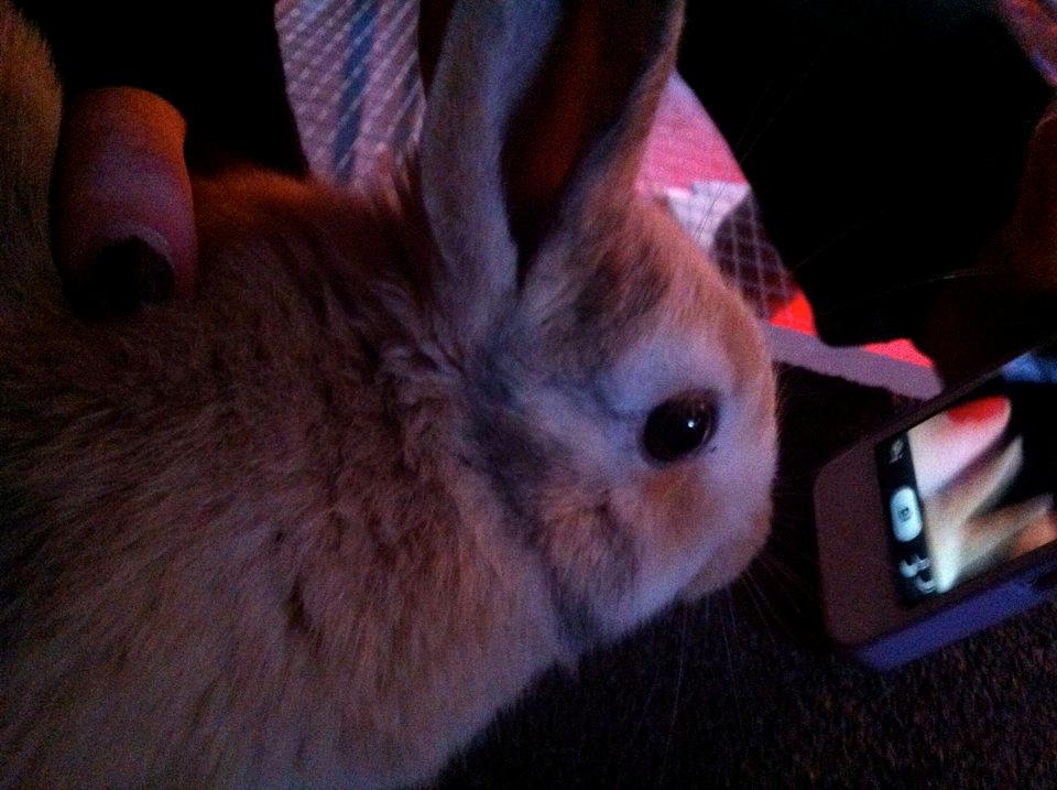 Kanin Peach billede 11