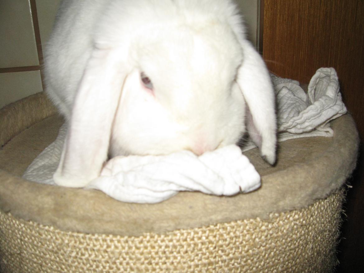 Kanin Sasha - Sasha hygger i et "tæppe"<3 billede 1