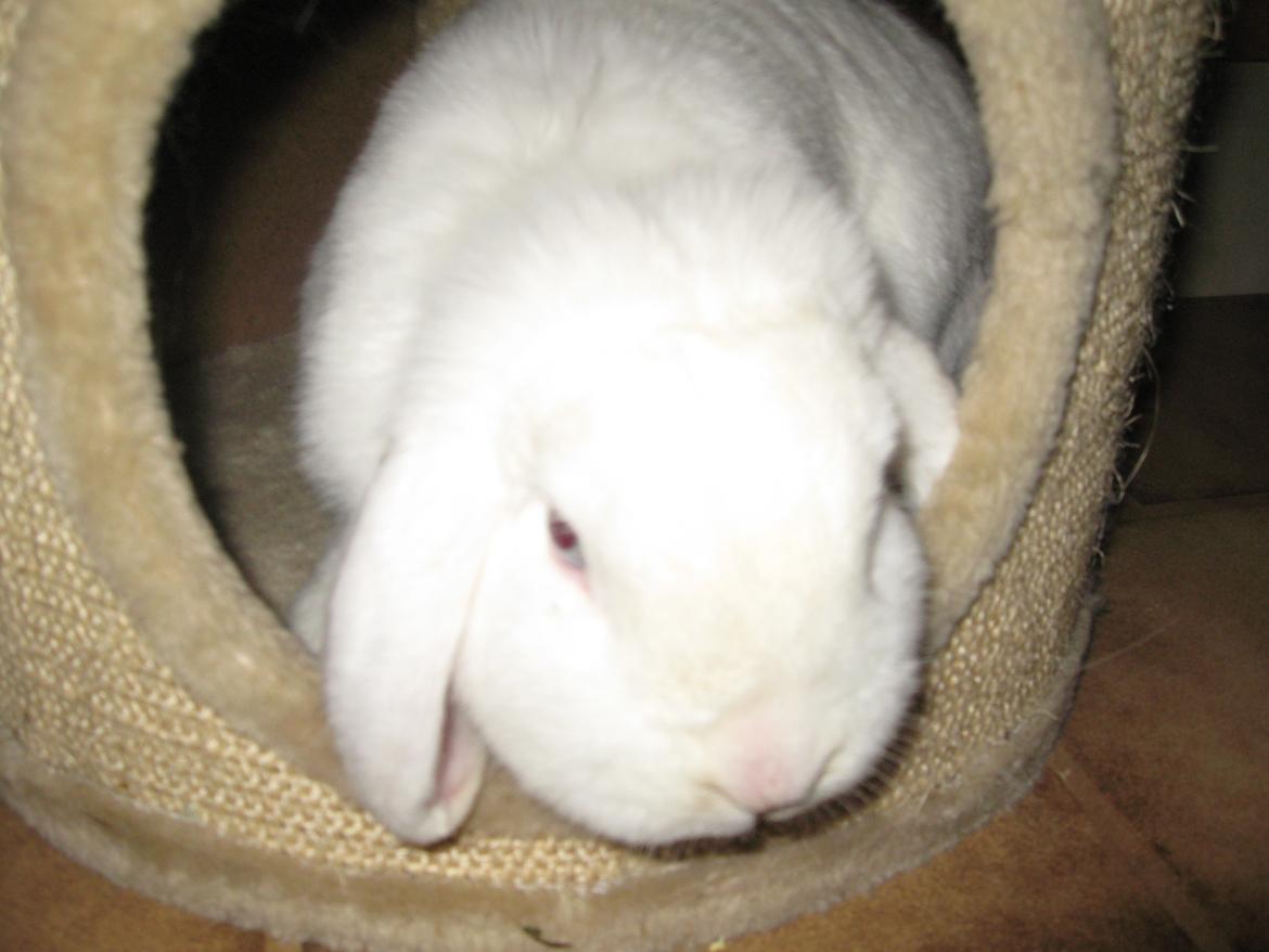 Kanin Sasha - Sasha hygger i katten legested!<3 Nyrgerrige pige! billede 2