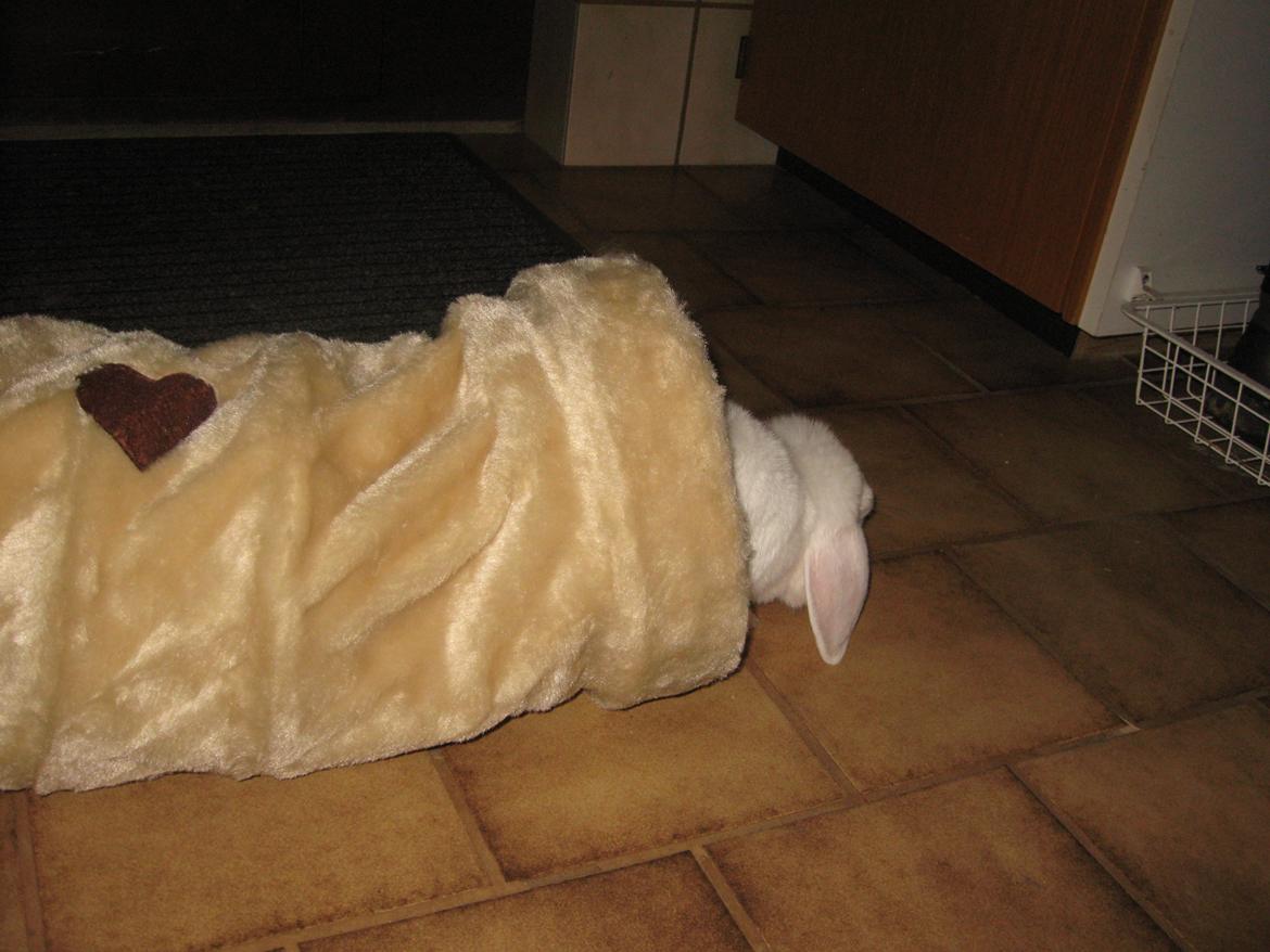 Kanin Sasha - Sasha på vej ud af en tunnel med et hjerte på<3 billede 4