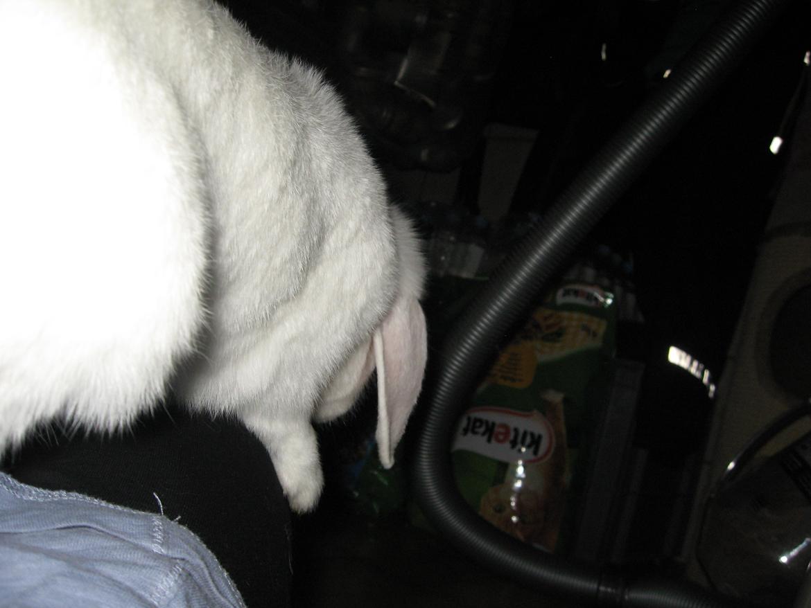 Kanin Sasha - Sasha er ved at falde ned fra mit ben!<3 billede 5