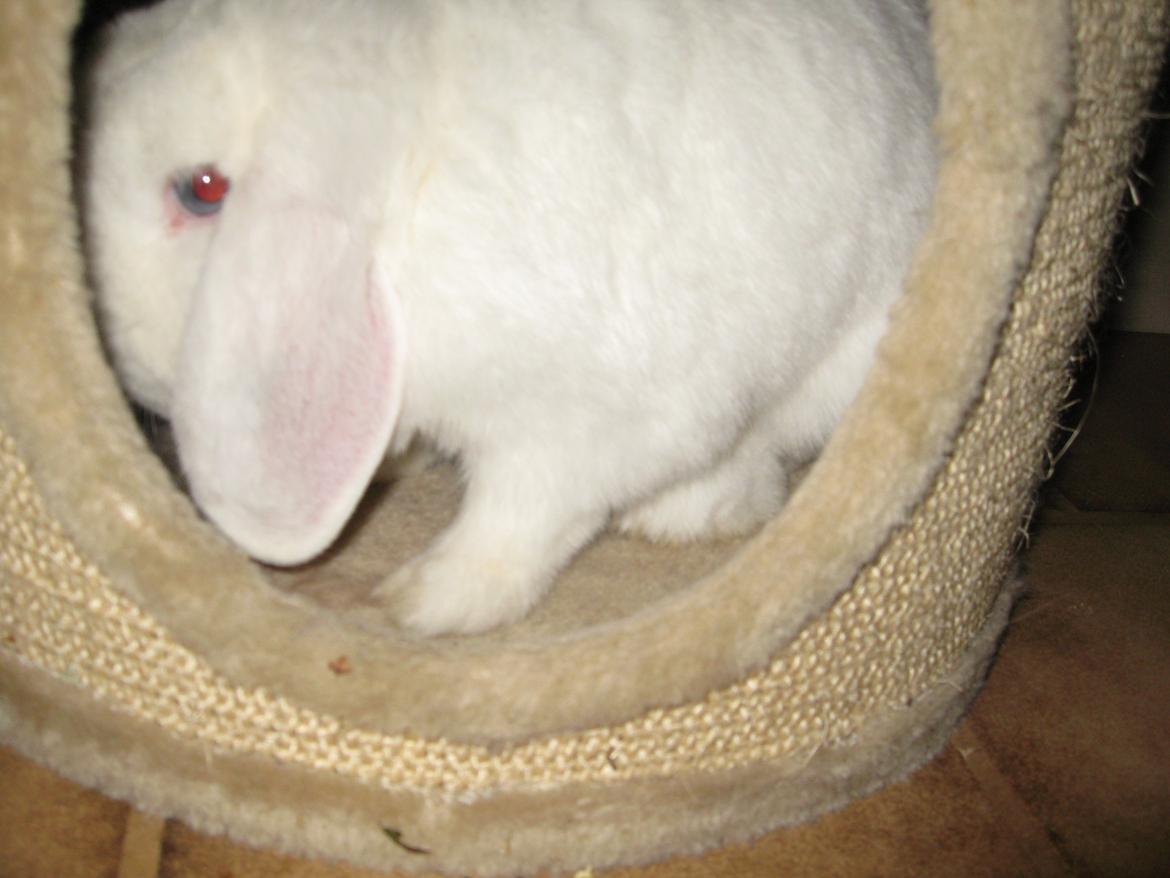 Kanin Sasha - Sasha gemmer sig<3 billede 6