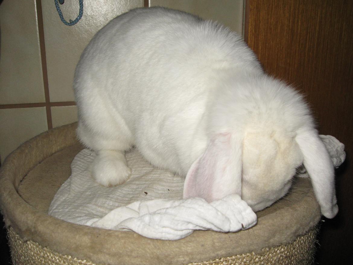 Kanin Sasha - Titte bøøh! Hvor er Sasha!?<3 billede 7