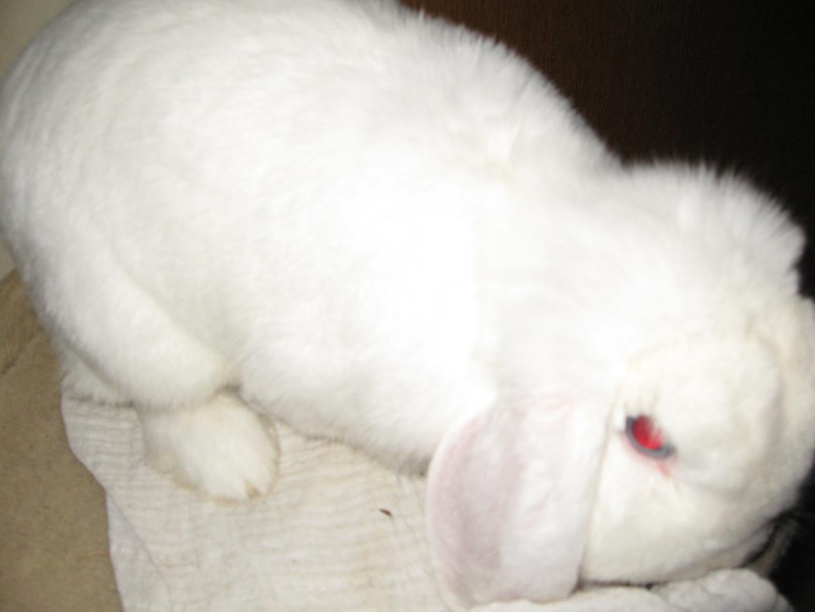 Kanin Sasha - Sasha pigen på 3 år er nysgerrig!<3 billede 8