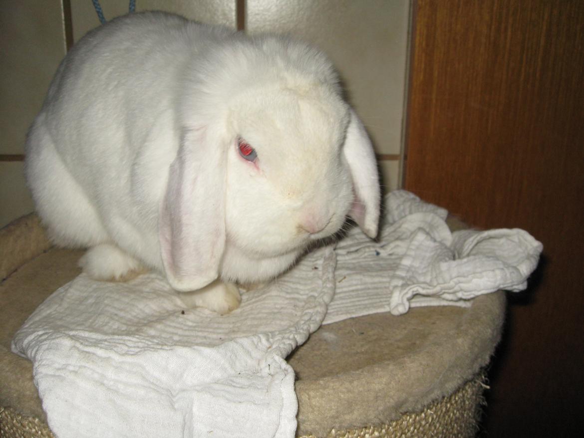 Kanin Sasha - Den dejlige Sasha pige med det søde blik!<3 billede 9