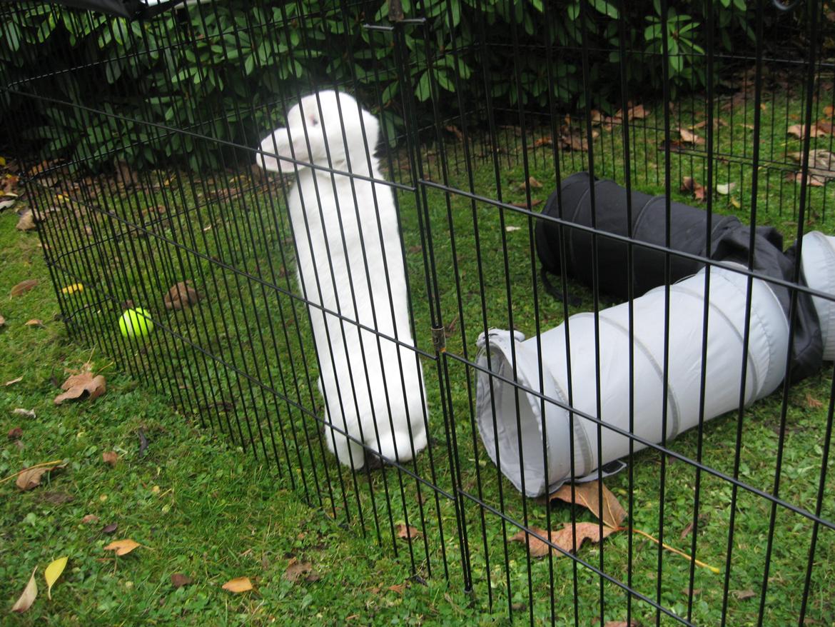 Kanin Sasha - Nå Sasha hvem kommer? ;) billede 10