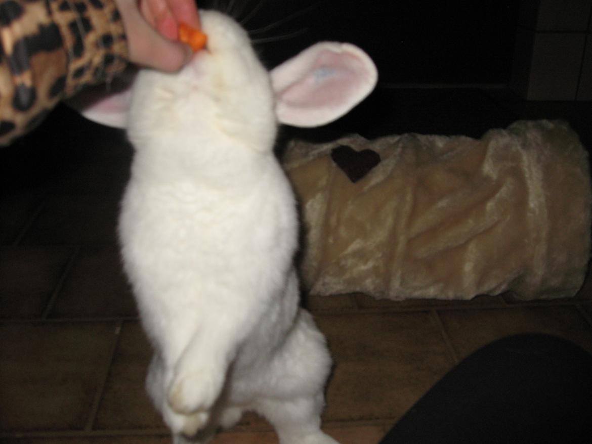 Kanin Sasha - Hun gør ALT for lidt gulerod!<3 billede 11