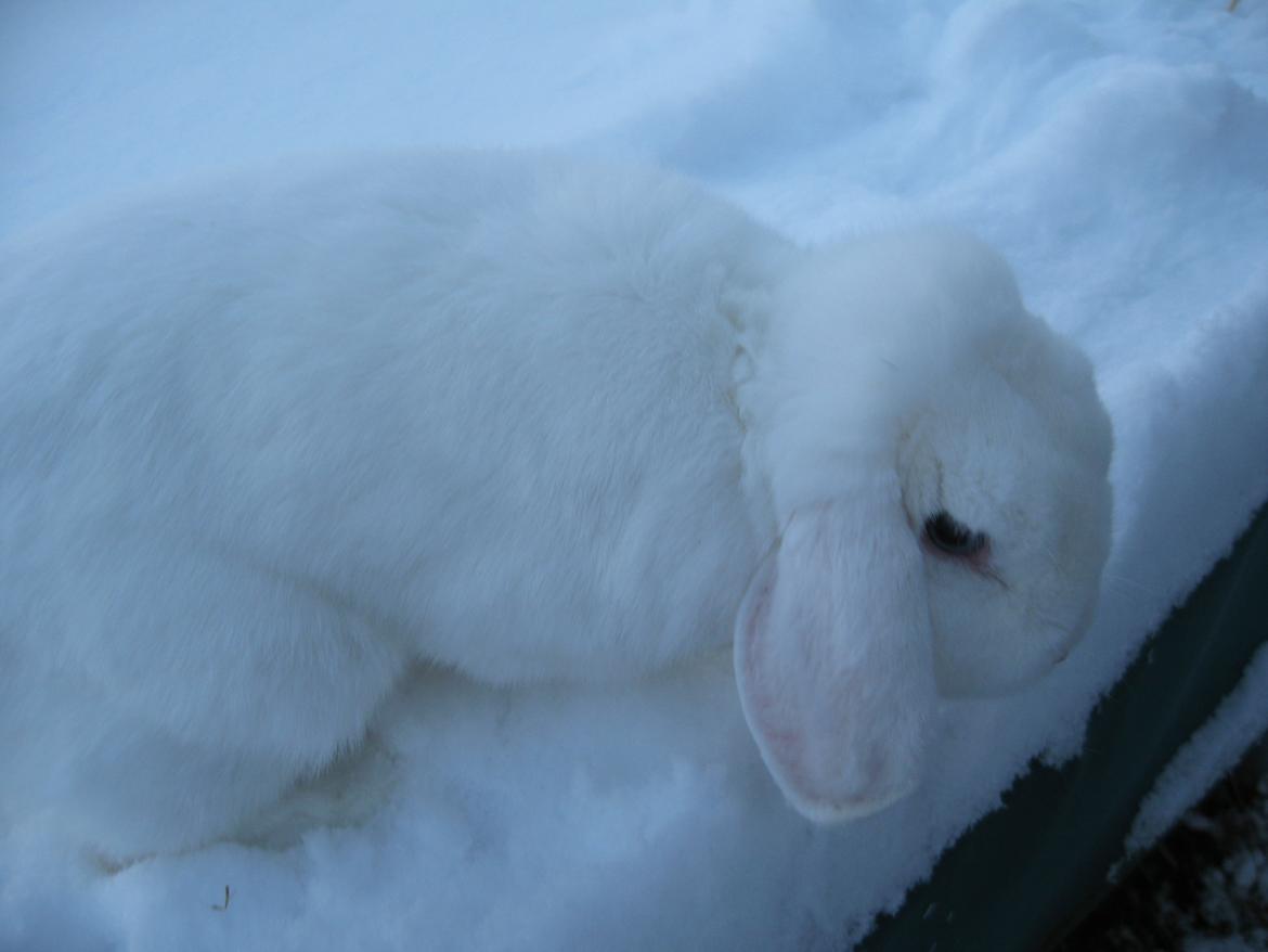 Kanin Sasha - Sasha i sneen!<3 billede 13