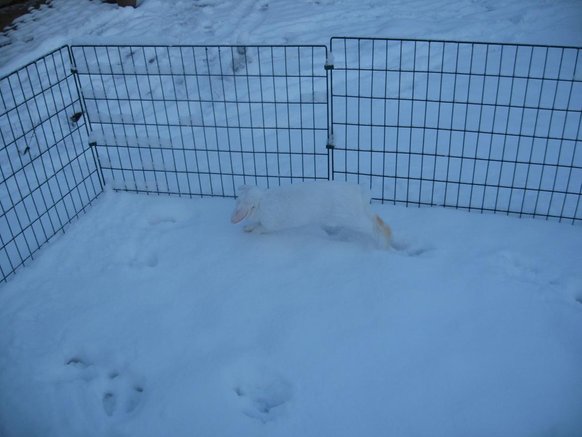 Kanin Sasha - Uha! Det var faktisk ret koldt! ;) billede 14